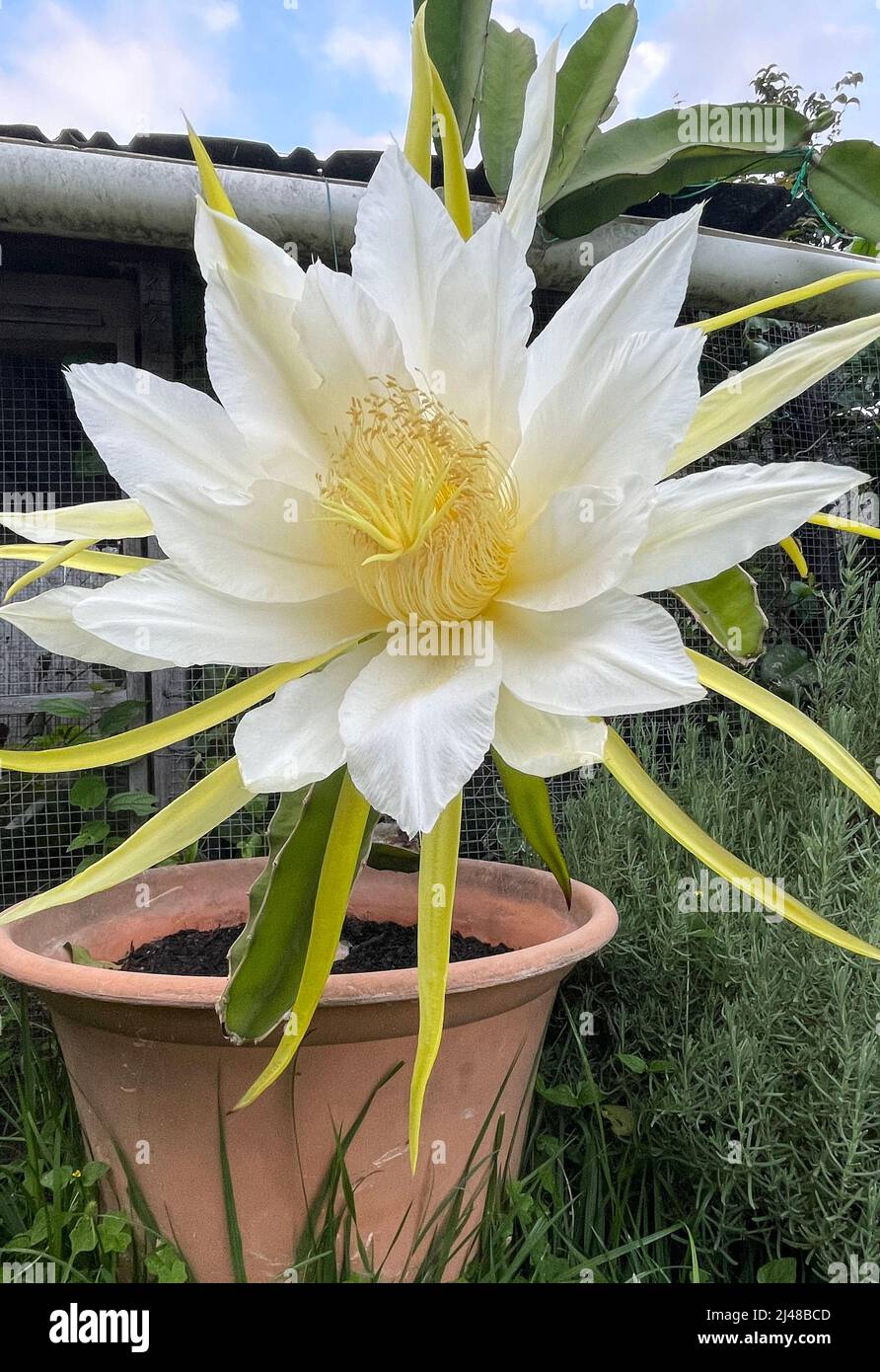 Detail einer großen Blüte einer Pitaya- oder Drachenfrucht (Hylocereus costariscensis), nach der Blüte in der Nacht. Stockfoto