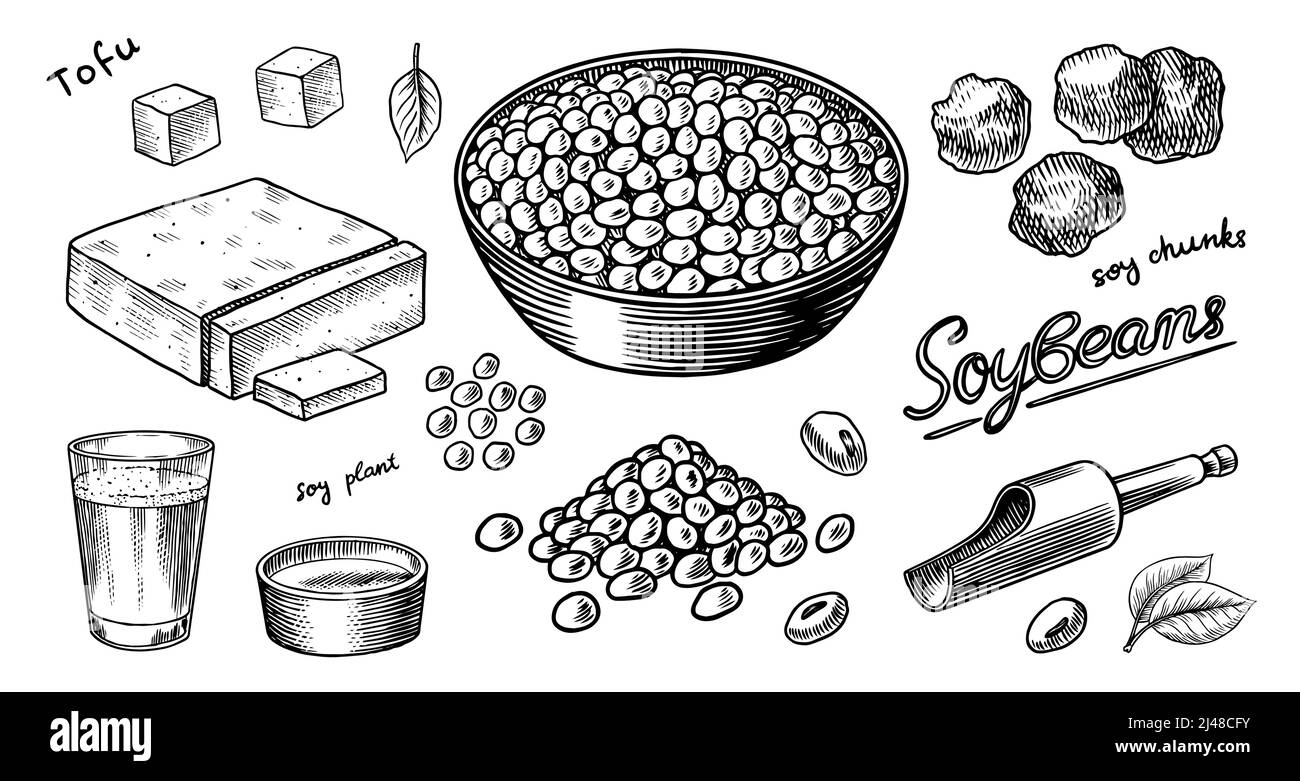 Sojabohnen. Milch und Tofu. Sojabohnen-Skizze. Pod auf dem Werk. Nüsse und Samen im Sack. Detaillierte vegetarische Speisen und Blätter Zeichnung. Handgezeichnete Illustration Stock Vektor