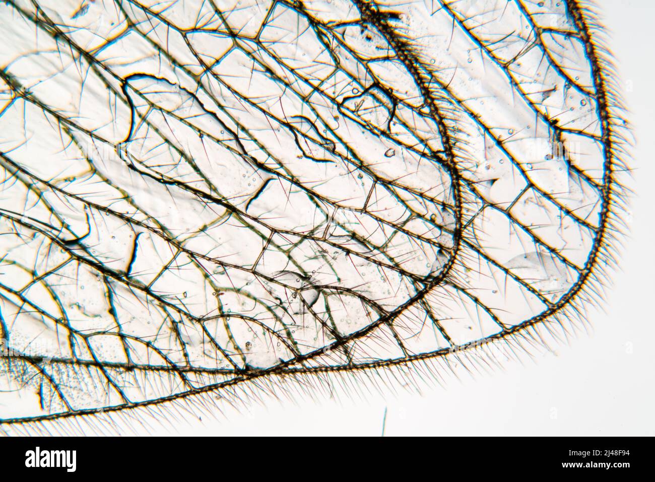 Insektenflügel unter dem Mikroskop Stockfoto