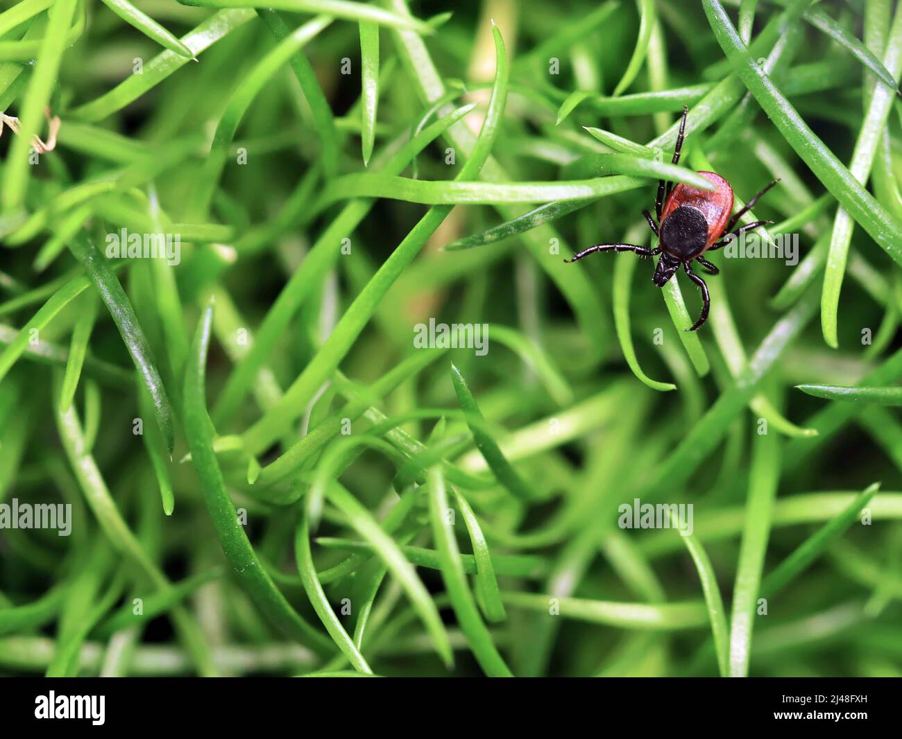 Hirschzecke oder Ixodes scapularis kriechen auf grünem Gras, Draufsicht, Stockfoto