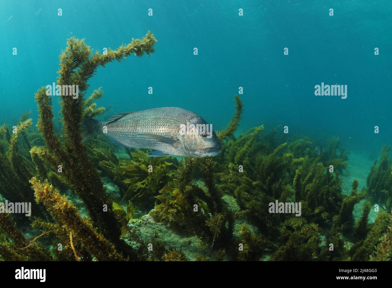Australasian Snapper schwimmen über flachen felsigen und sandigen Grund mit einigen Abdeckung von braunen Algen. Ort: Leigh Neuseeland Stockfoto