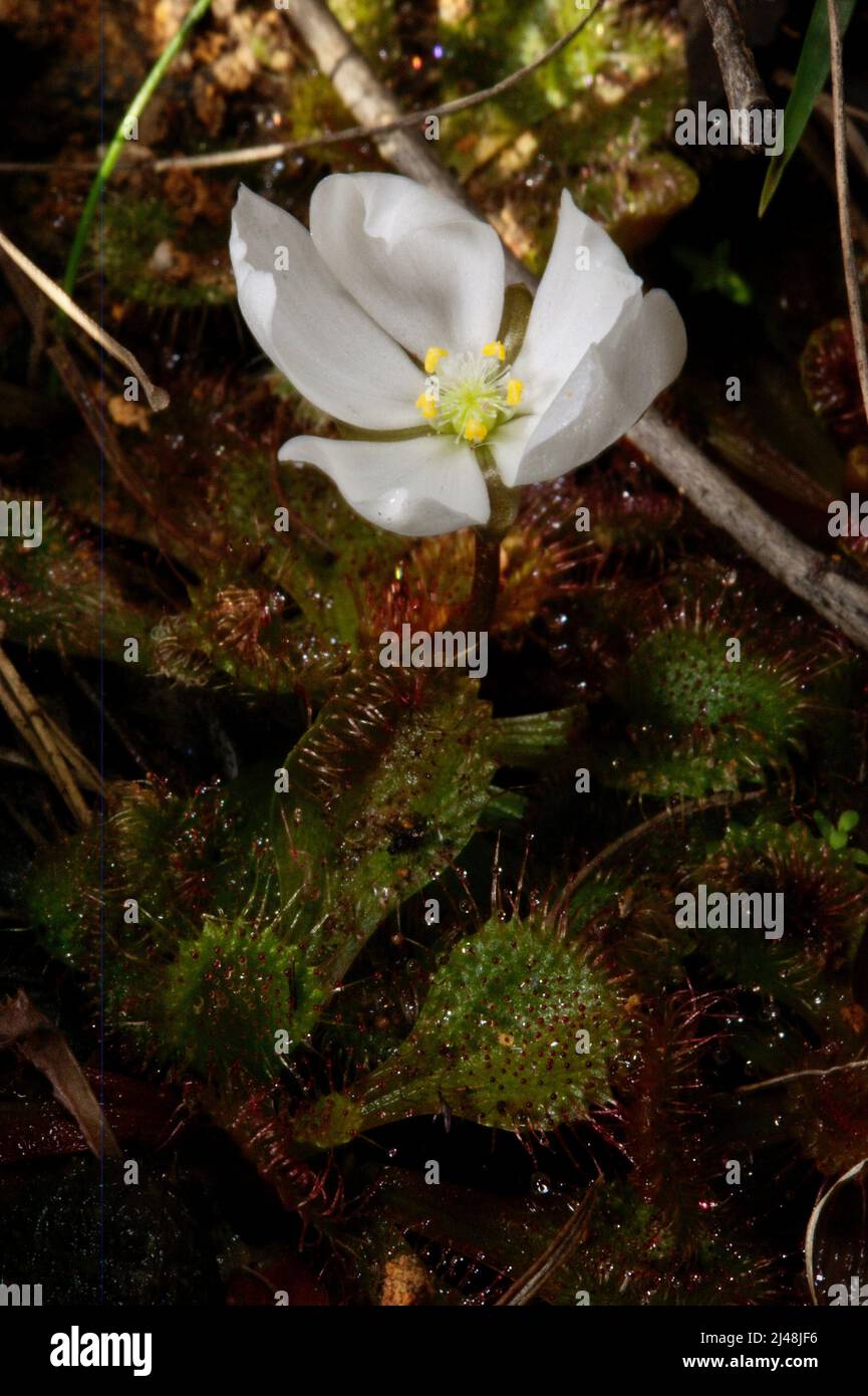 Ein duftend geduckter Sonnentau (Drosera Whitakerii) ist eine Freude, wenn er in der Blüte ist. Der Duft zieht Insekten an, die an den Blättern haften - und gegessen werden! Stockfoto