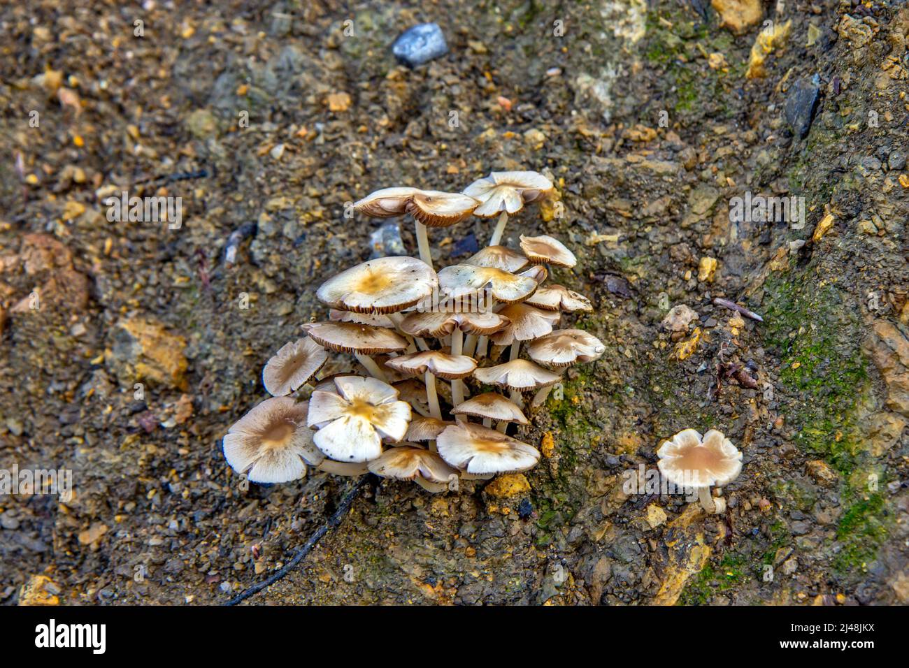 Fairy Ring Champignon, Elfringe - Marasmius oreades Stockfoto