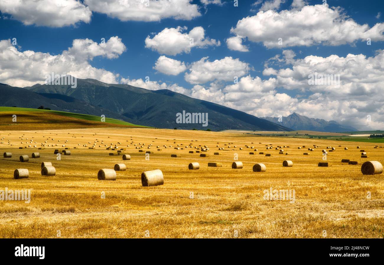 Geerntetes Feld mit Heuhaufen. Blauer Himmel und Berge im Hintergrund. Westliche und hohe Tatra Landschaft. Slowakei Stockfoto