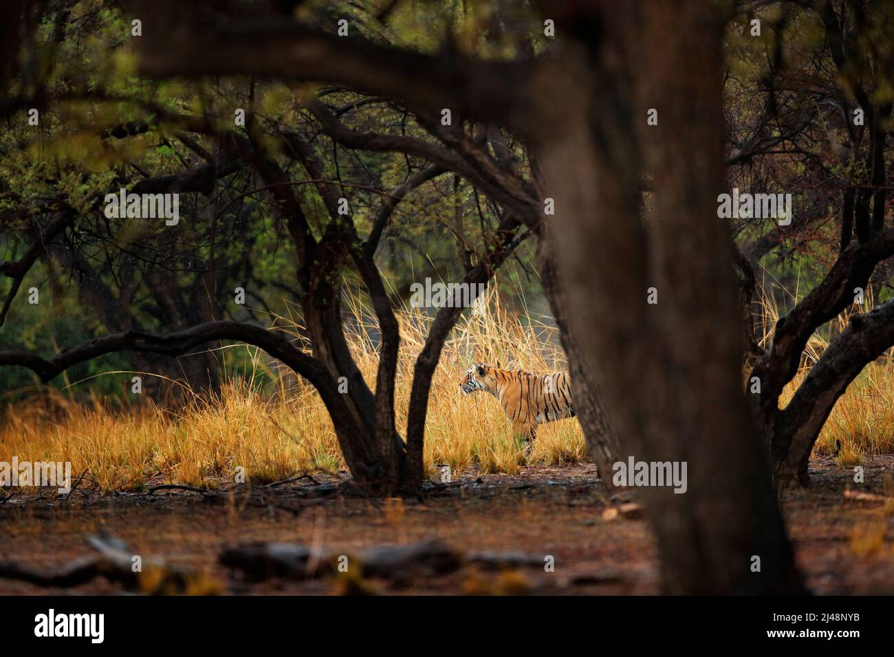 Tiger versteckt Wandern in alten trockenen Wald. Indischer Tiger erster Regen, Wildgefährdstier im Naturlebensraum, Ranthambore, Indien. Große Katze, gefährdete Ani Stockfoto