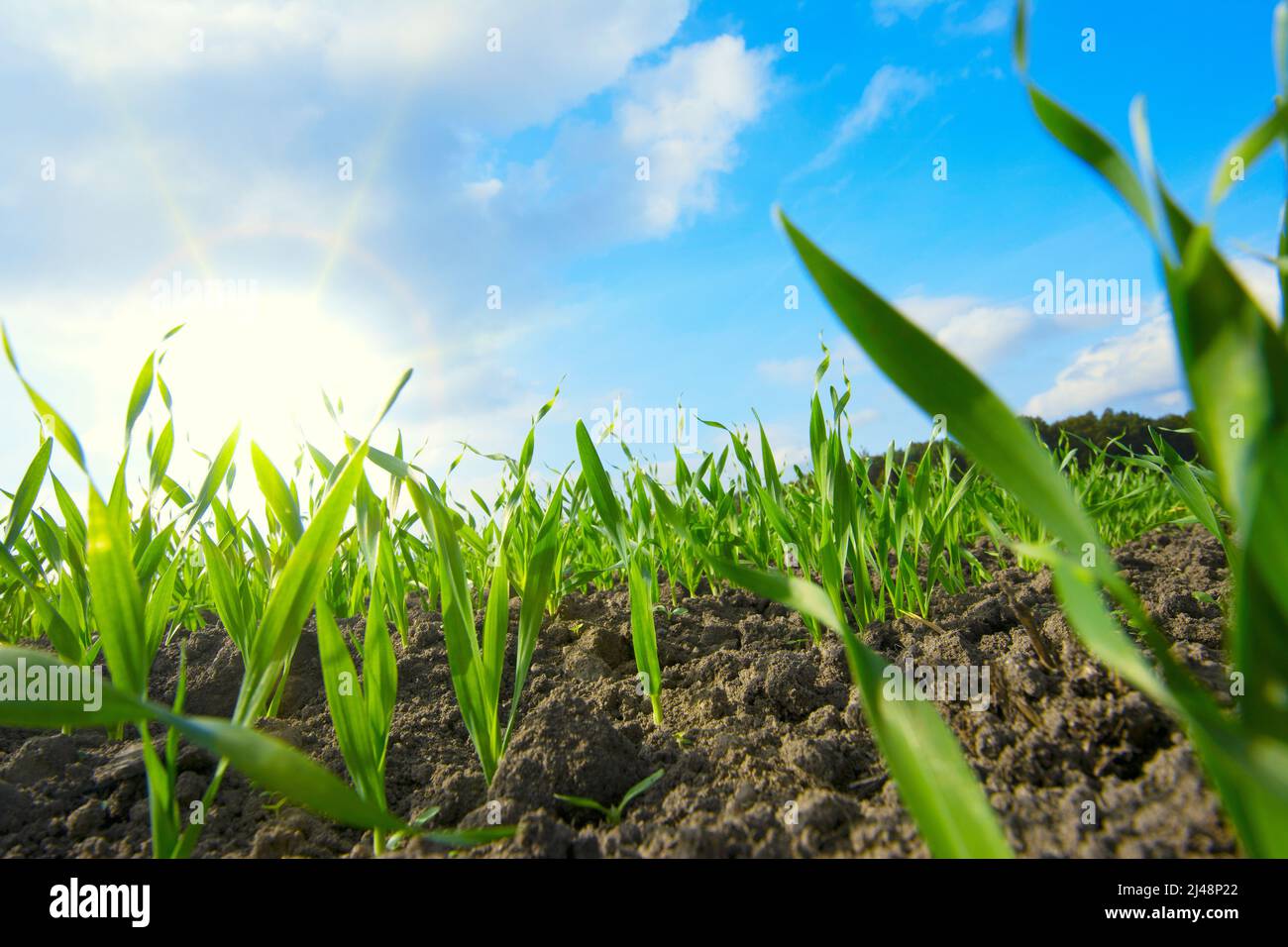 Die Aussaat wächst auf Ackerfeld Stockfoto