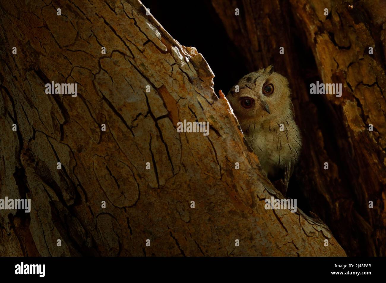 Indische Scheule, Otus bakkamoena, seltener Vogel aus Asien. Malaysia schöne Eule in der Natur Wald Lebensraum. Vogel aus Indien. Fischeule sitzt auf dem Baum Stockfoto