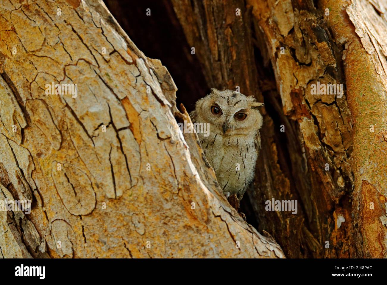 Vogel aus Indien. Fischeule, die im dunkelgrünen Tropenwald auf dem Baum sitzt. Nachteule-Bild. Indische Scheule, Otus bakkamoena, seltener Vogel aus Asien. Zoll Stockfoto
