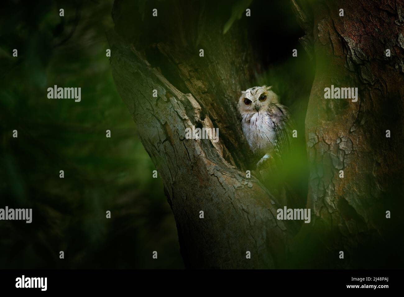 Indische Scheule, Otus bakkamoena, seltener Vogel aus Asien. Malaysia schöne Eule in der Natur Wald Lebensraum. Vogel aus Indien. Fischeule sitzt auf dem Baum Stockfoto