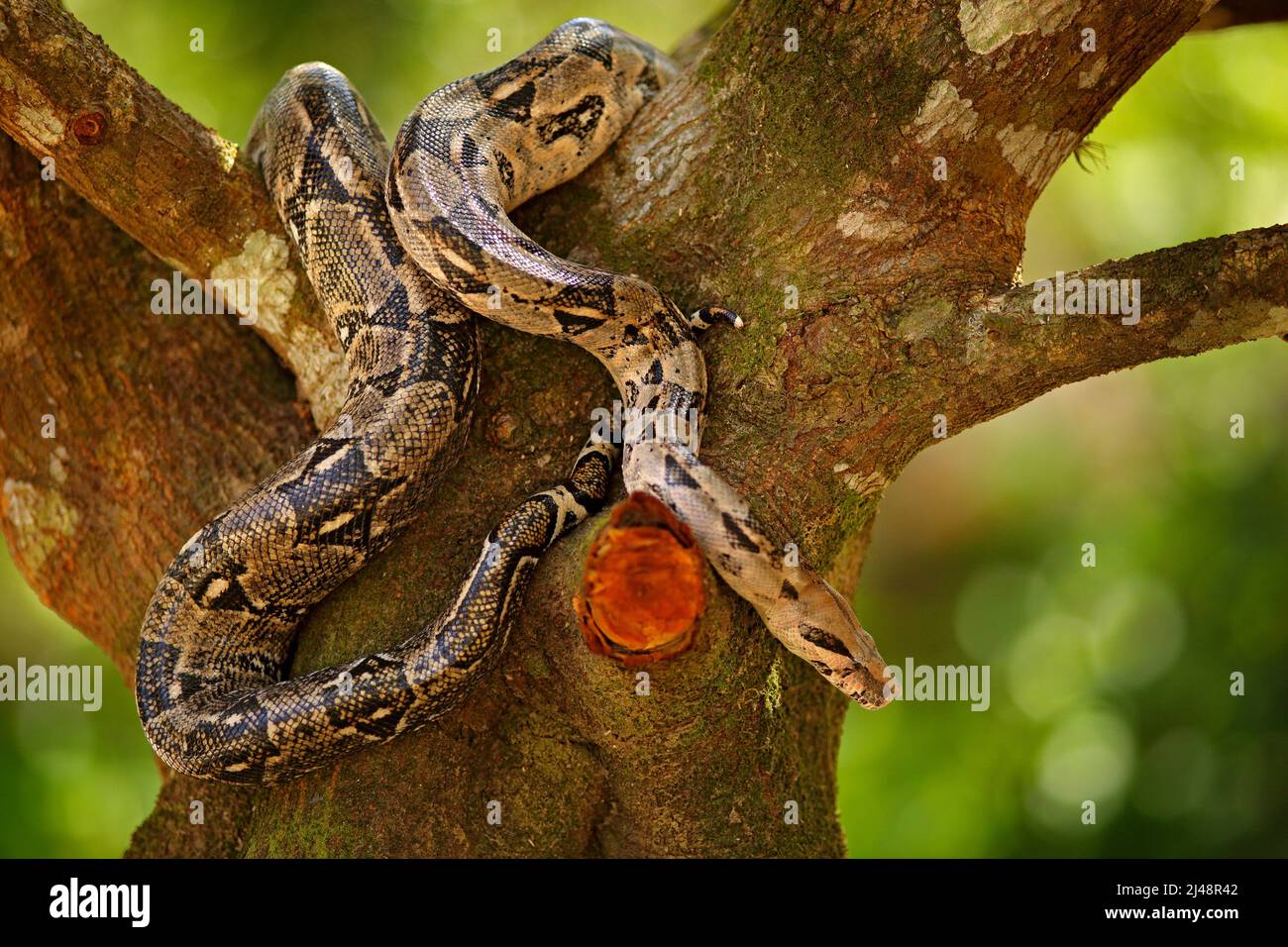 Schlange auf dem Baumstamm. Boa Constrictor Schlange in der wilden Natur, Belize. Wildlife-Szene aus Mittelamerika. Boa Constrictor, Waldlebensraum. Trave Stockfoto