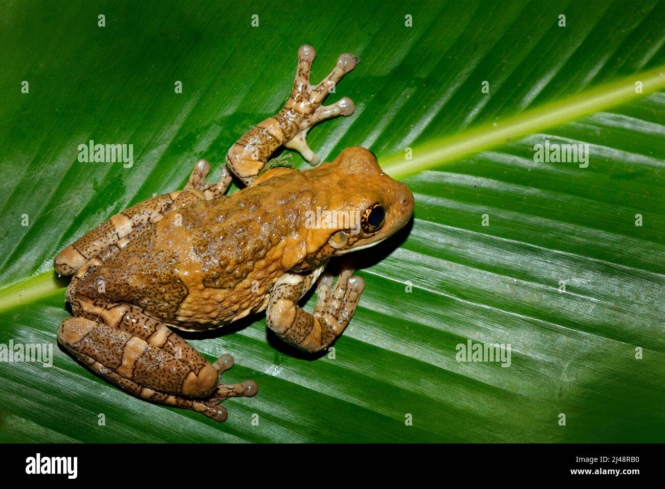 Morelets Baumfrosch, Agalychnis moreletii, im natürlichen Lebensraum, Nachtbild. Frosch mit großen grünen verlassen, zurück Licht. Tier im Tropenwald, Belize. Stockfoto