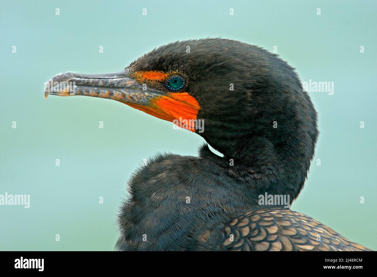 Detail Bill Porträt des Vogels. Neotrop-Kormoran, Phalacrocorax brasilianus, Detailportrait mit hellblauem Auge, klarer Hintergrund, Belize. Nahaufnahme Stockfoto