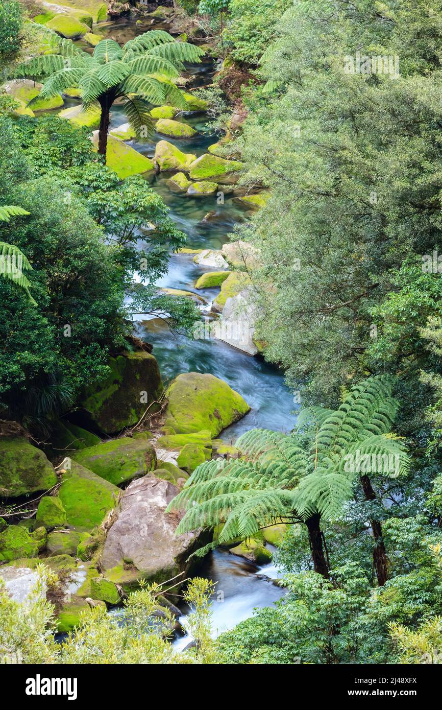 Ein Bach fließt durch den neuseeländischen Wald, eingerahmt von moosigen Felsen und Baumfarnen Stockfoto
