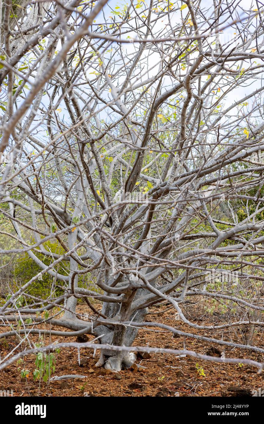 Lange Zweige eines kleinen, trockenen Baumes im Wald rund um die Jan Thiel Salzebenen auf der Karibikinsel Curacao Stockfoto