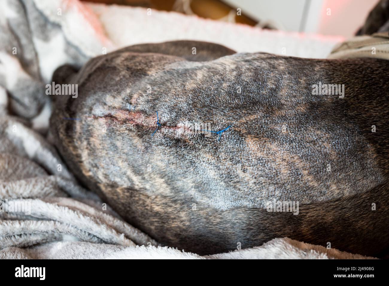 Naht Narbe auf dem Rücken eines Hundes nach Operation an der Bandscheibe nach einem Bandscheibenvorfall Stockfoto