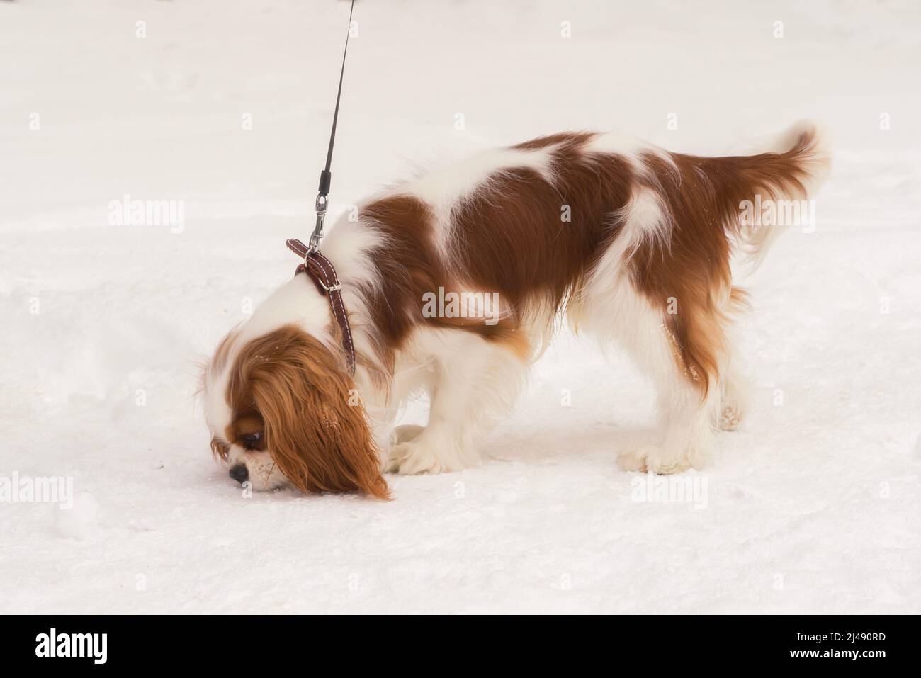 Cavalier King charles spaniel schnüffelt einen Fußabdruck im Schnee Stockfoto