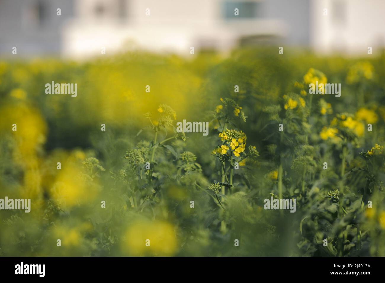 Colza Blumen, Gelbe Rapsblüten Stockfoto