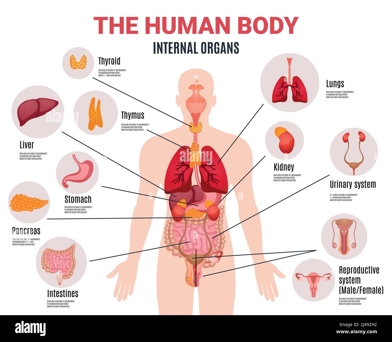 Menschlicher Körper innere Organe Schema flache Infografik Poster mit Symbolen Bilder Namen Ort und Definitionen Vektordarstellung Stock Vektor