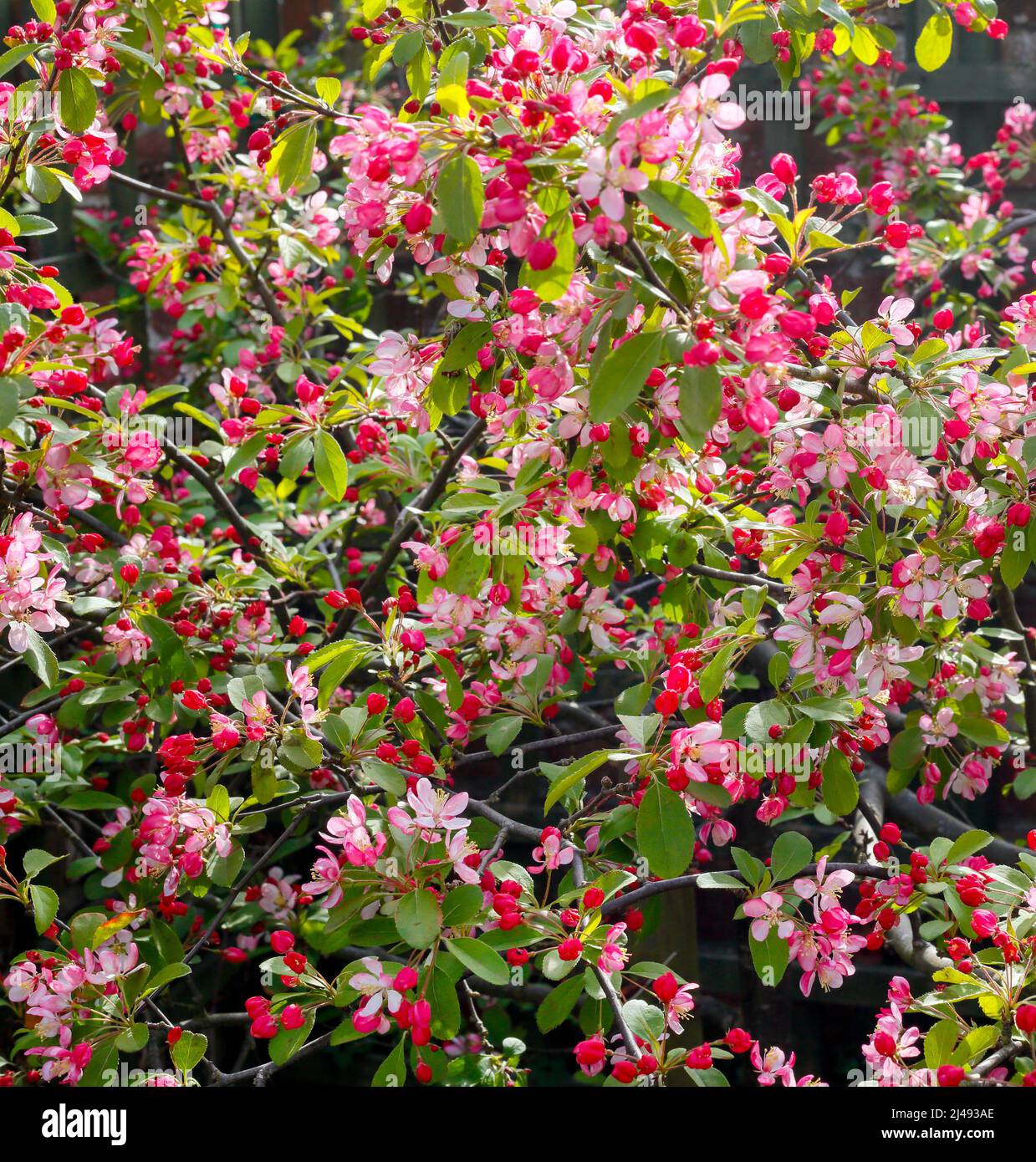 Frühling ist da. Stockfoto