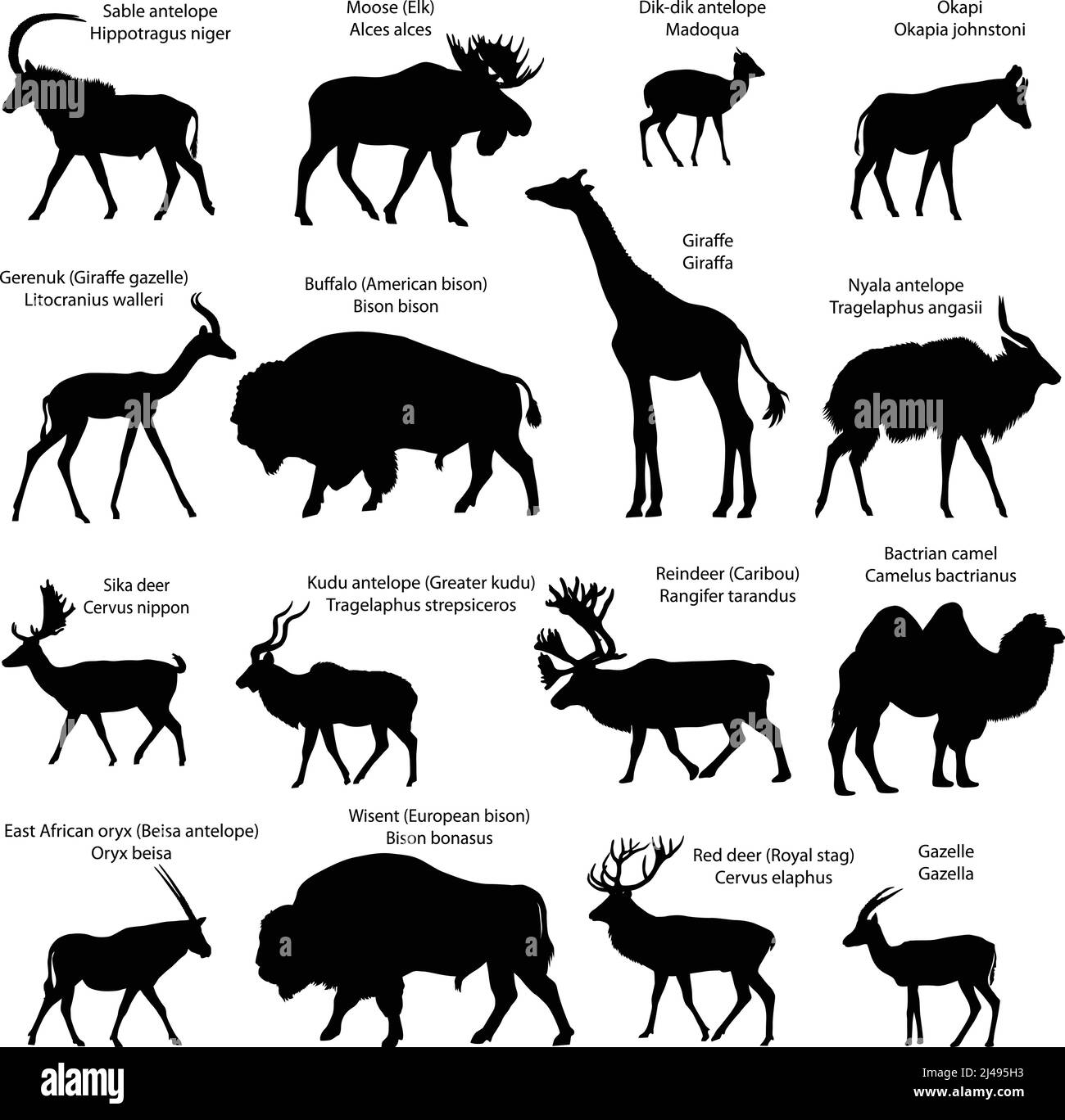 Sammlung von Silhouetten verschiedener Arten von eventoed Huftieren: Kamel, Antilope, Gazelle, Elch, Elch, Giraffe, Hirsch, Hirsch, Bisons, Weisheit Stock Vektor