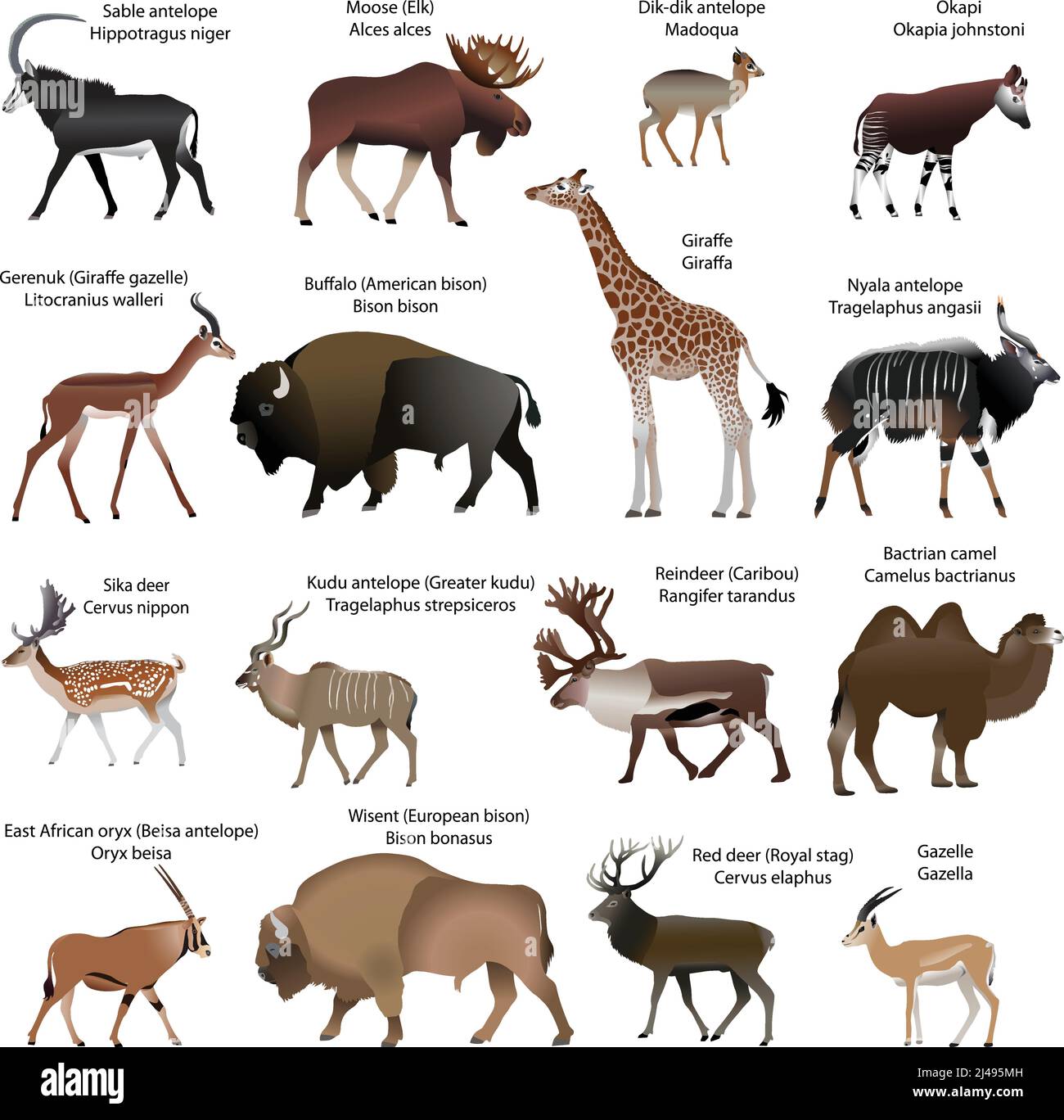 Sammlung von verschiedenen Arten von gleichgetoteten Huftieren: Kamel, Giraffe, Büffel, Weisent, Elch, Hirsch, Antilope, Oryx, Gazelle, Karibu Stock Vektor