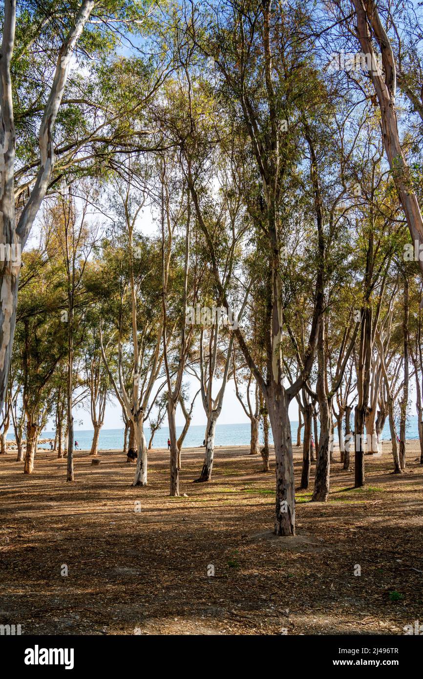 Eukalyptusbäume am Strand in der Nähe von Malaga, Spanien Stockfoto