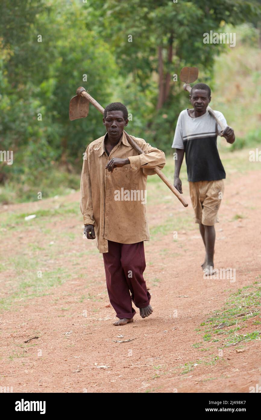 Umuganda monatlicher Gemeindedienst für den Bau von Klassenzimmern für 12 Jahre Grundbildung. Die Schule Mwurire Groupe Scolare, Mbazi Sektor, Huye District. Stockfoto