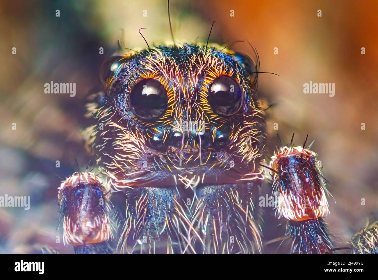 Portrait of Thin-legged Wolf Spider - Genus Pardosa, close up detaillierte Fokus gestapelt Foto Stockfoto
