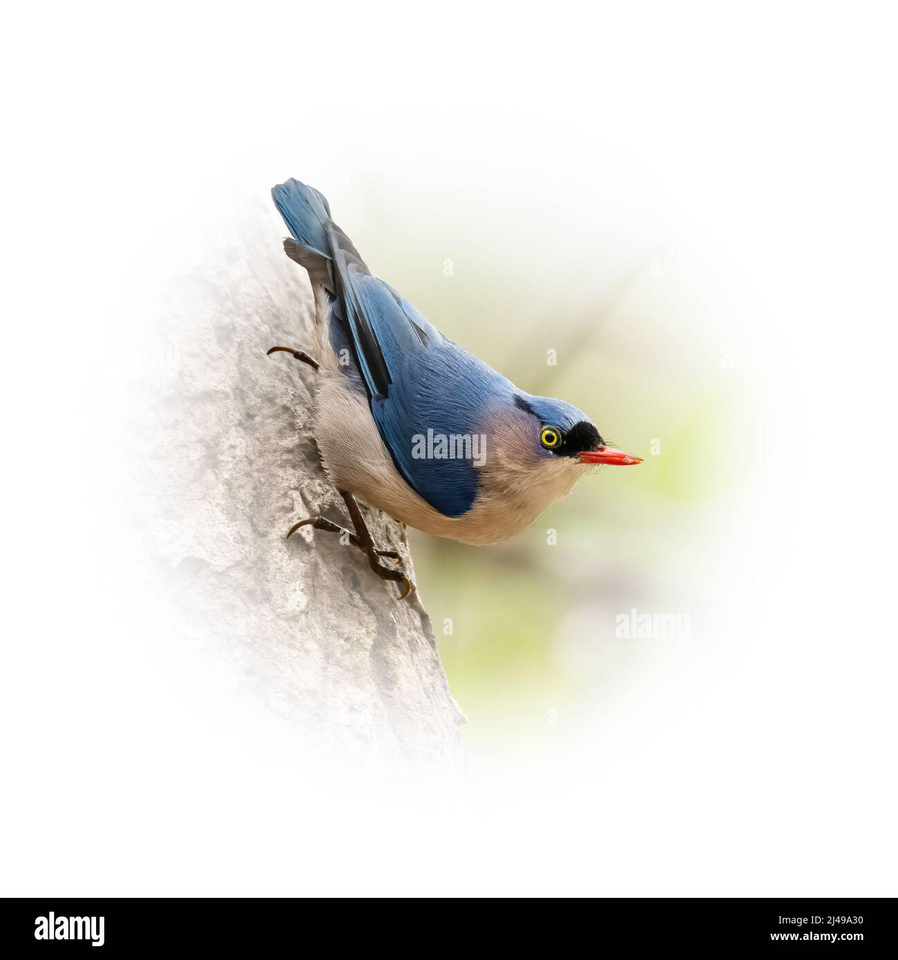 Männlich Samt Fronted Nuthatch Barken auf Baumrinde isoliert auf runden Gradienten verwischen Hintergrund Stockfoto