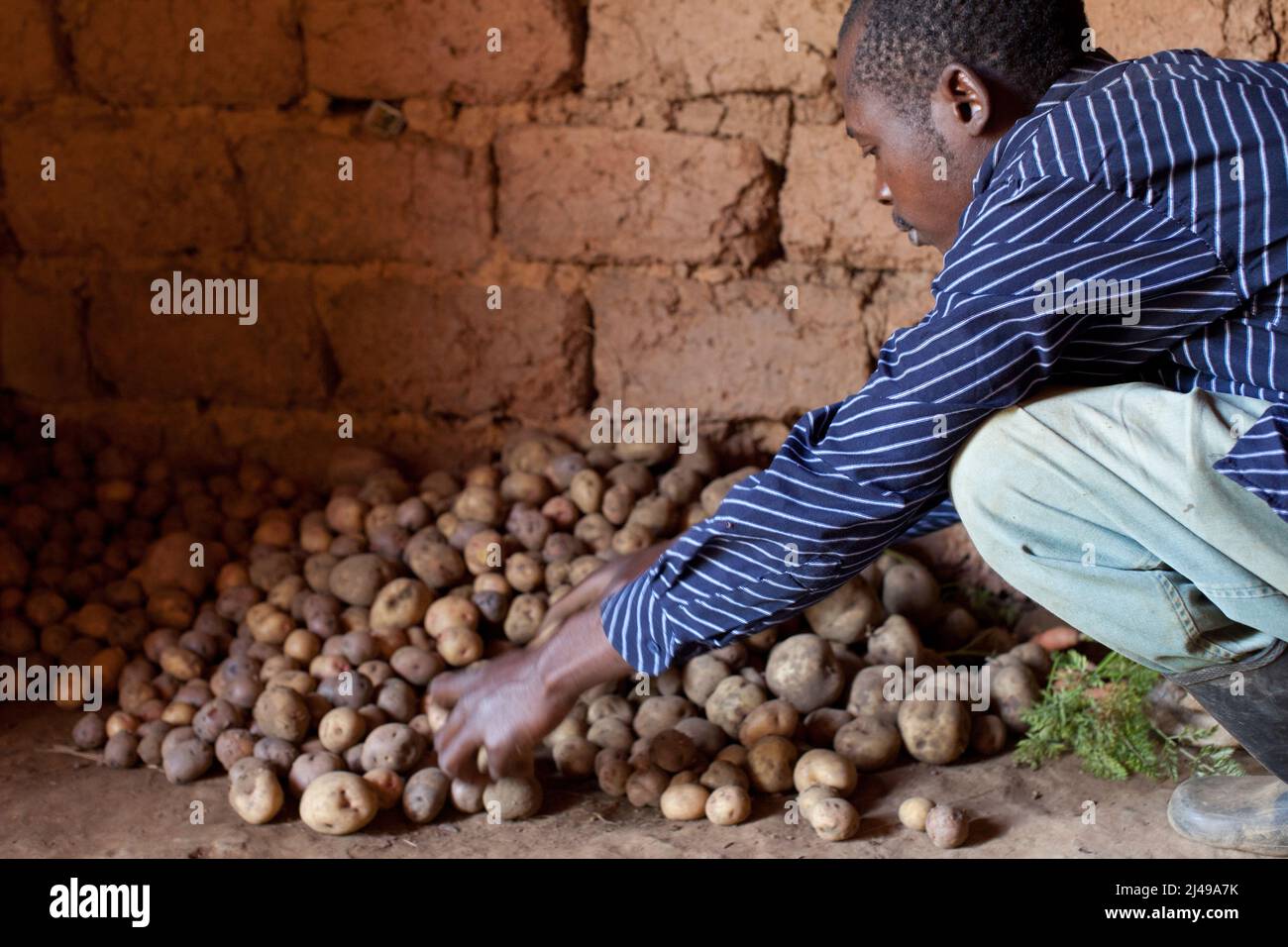 Jean Bachimas Mbarushimana, 36, sortiert nach Beteiligung am Projekt einige seiner irischen Kartoffeln aus seiner jüngsten Ernte. Seine Frau ist Gertude Bambazimama, 32, und sie haben vier Kinder; Eric Niyonsenga, 11, Nishimwe, 7, Und Irakiza, 5. Bukinga Village, Ruganga Cell, Bezirk Gakenke. Er kaufte einen Wald mit den Erträgen der Landwirtschaft und der Tierzucht. Die Familie isst jetzt regelmäßig und nimmt Gemüse in jede Mahlzeit ein. Er bereitet den Boden für ein neues Haus vor. Foto von Mike Goldwater Stockfoto