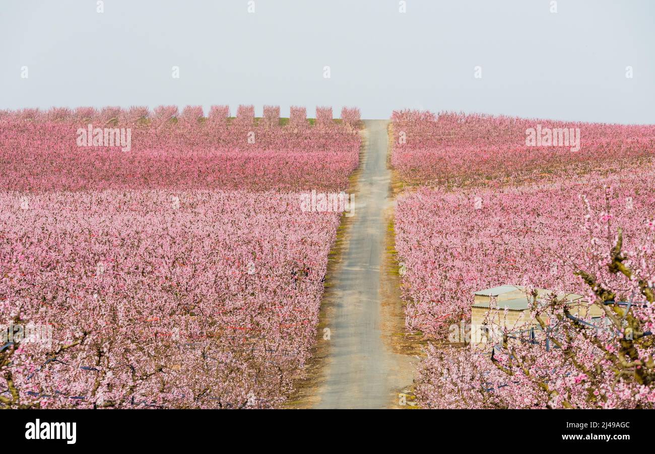 Frühjahrsblüte von Pfirsichen in den Fruchtfeldern im Dorf Aitona, Lleida, Spanien. Stockfoto