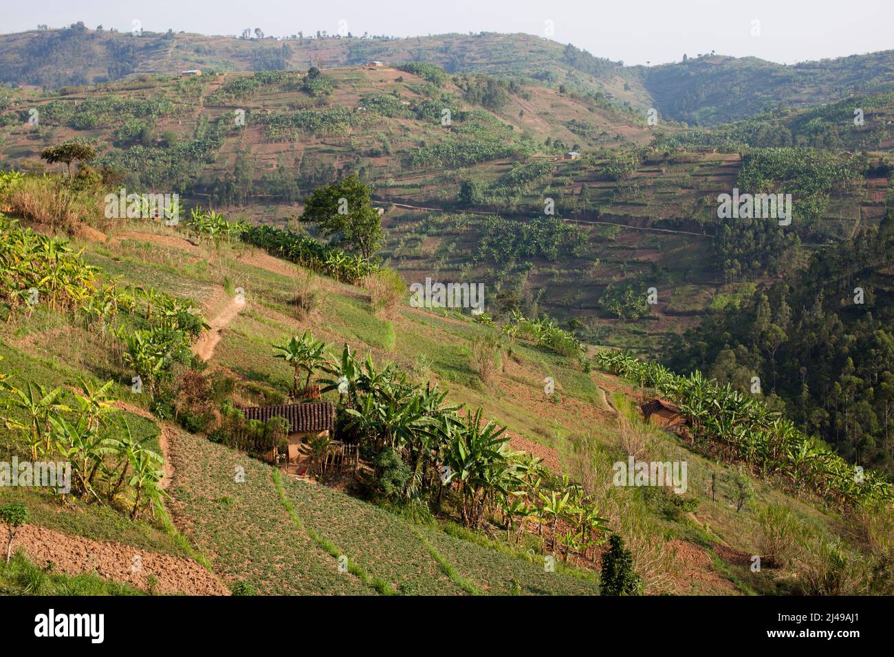 Landschaft, Busengo-Sektor, Bezirk Gakenke. Stockfoto