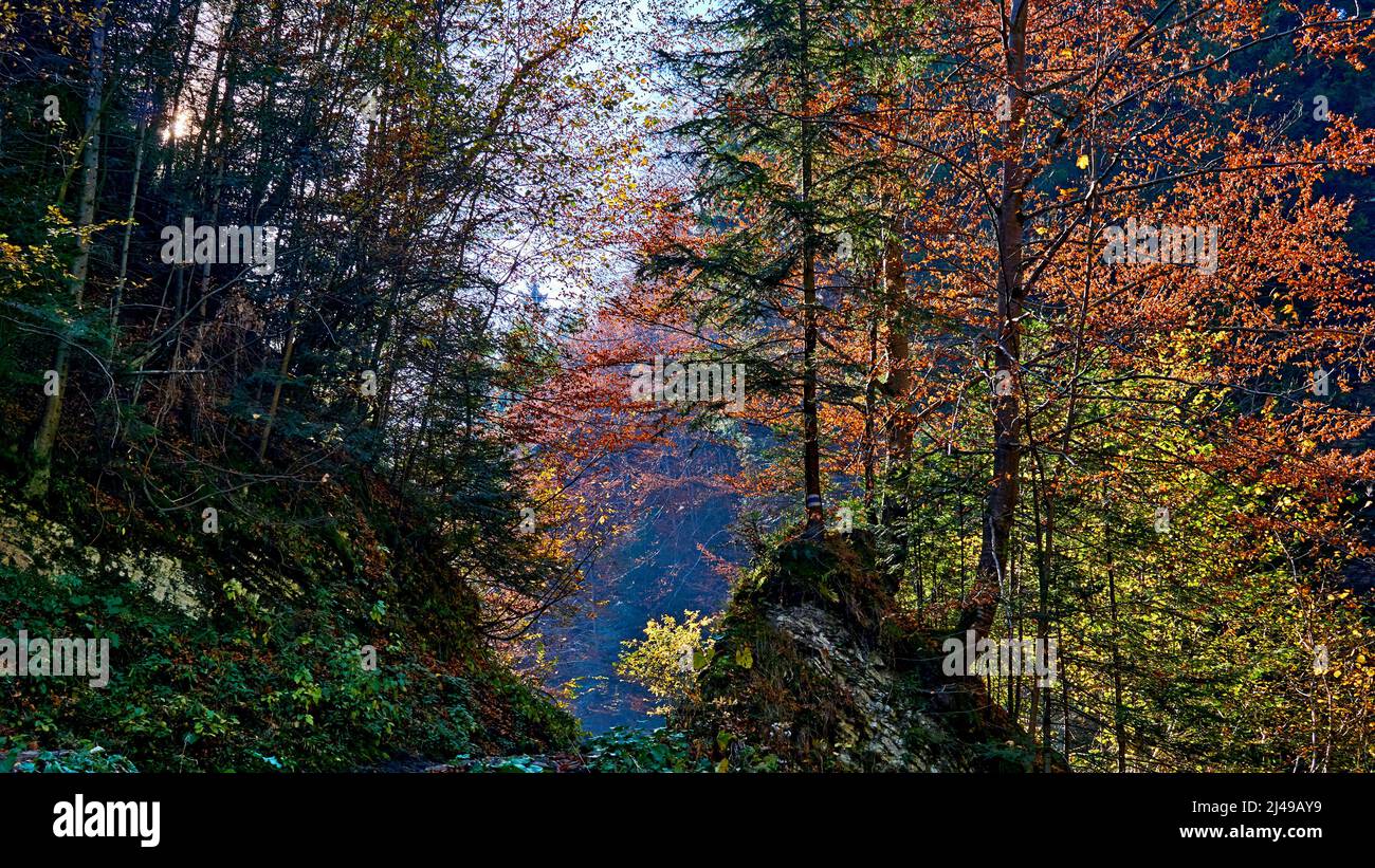 Walddickicht mit bunten, hellen Herbstfarben und Sonne Stockfoto