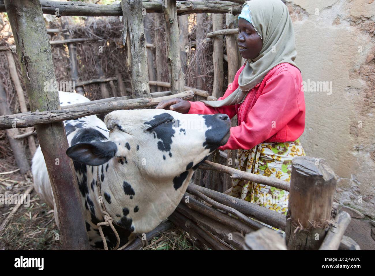 Zainab Nyirazirwanda, 45, eine Witwe, deren Mann 1994 starb. Sie hat zwei Kinder, Shadia Nzayisenga, Tochter, 20 Jahre, und Sohn Issa Tuzimana, 17 Jahre, und Enkel, Maniraguha, 2 Jahre. Vor dem Programm produzierte ihre Landwirtschaft sehr wenig. Nun hat sie aus den Erträgen ihrer Landwirtschaft eine Kuh, Hühner, Ziegen gekauft. Sie kaufte Land, um Mais zu bewirtschaften und verkauft Salz und Palmöl auf dem Markt. Sie kaufte ein Handy und schickt ihren Sohn zur Sekundarschule. Foto von Mike Goldwater Stockfoto