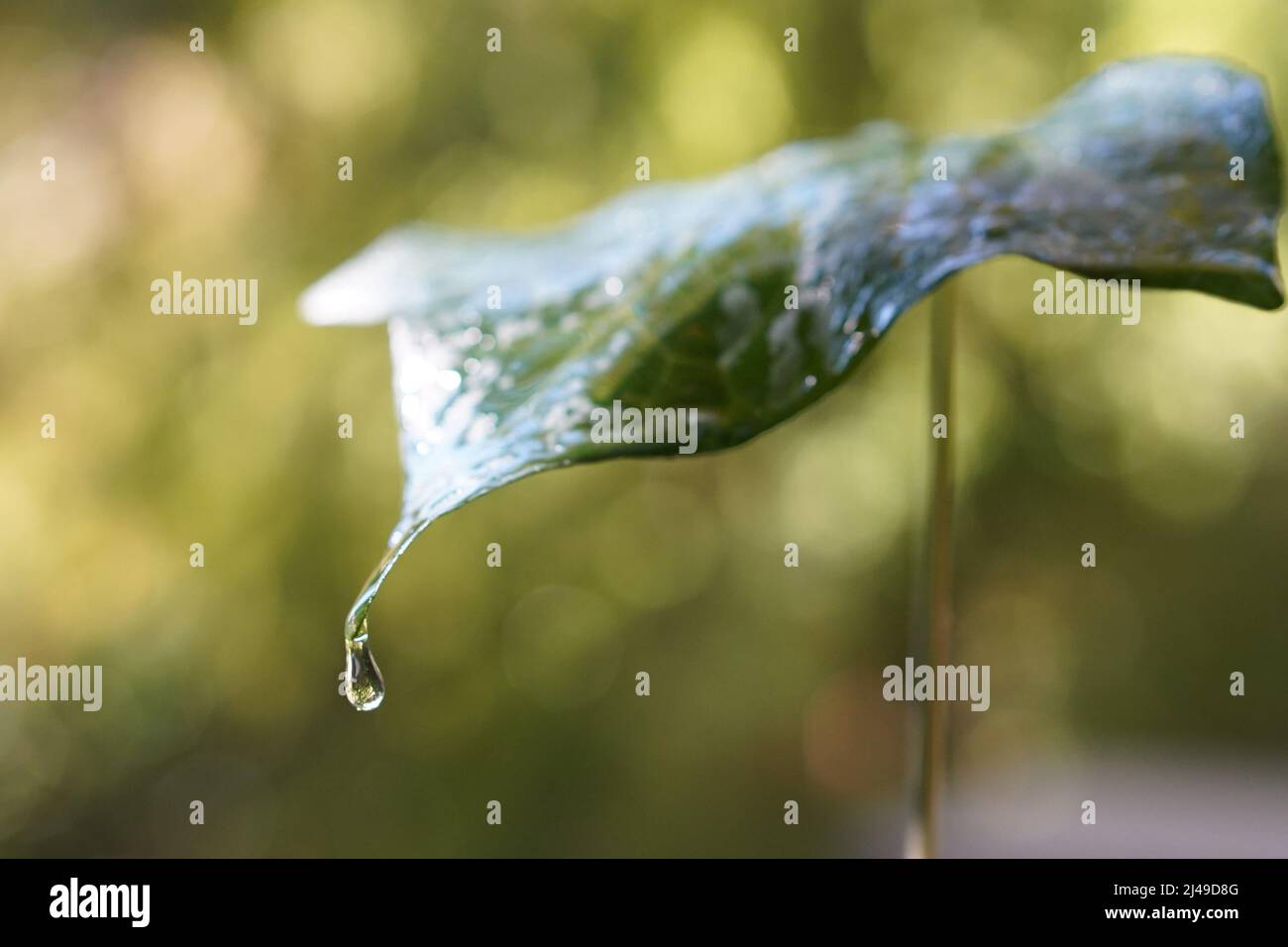 Regentropfen fallen auf ein grünes Blatt Stockfoto