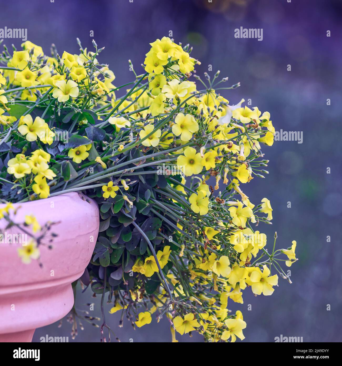 Butterblumen. Isoliert. Blüht in einem rosa Gartenblumentopf. Stock-Bild. Stockfoto