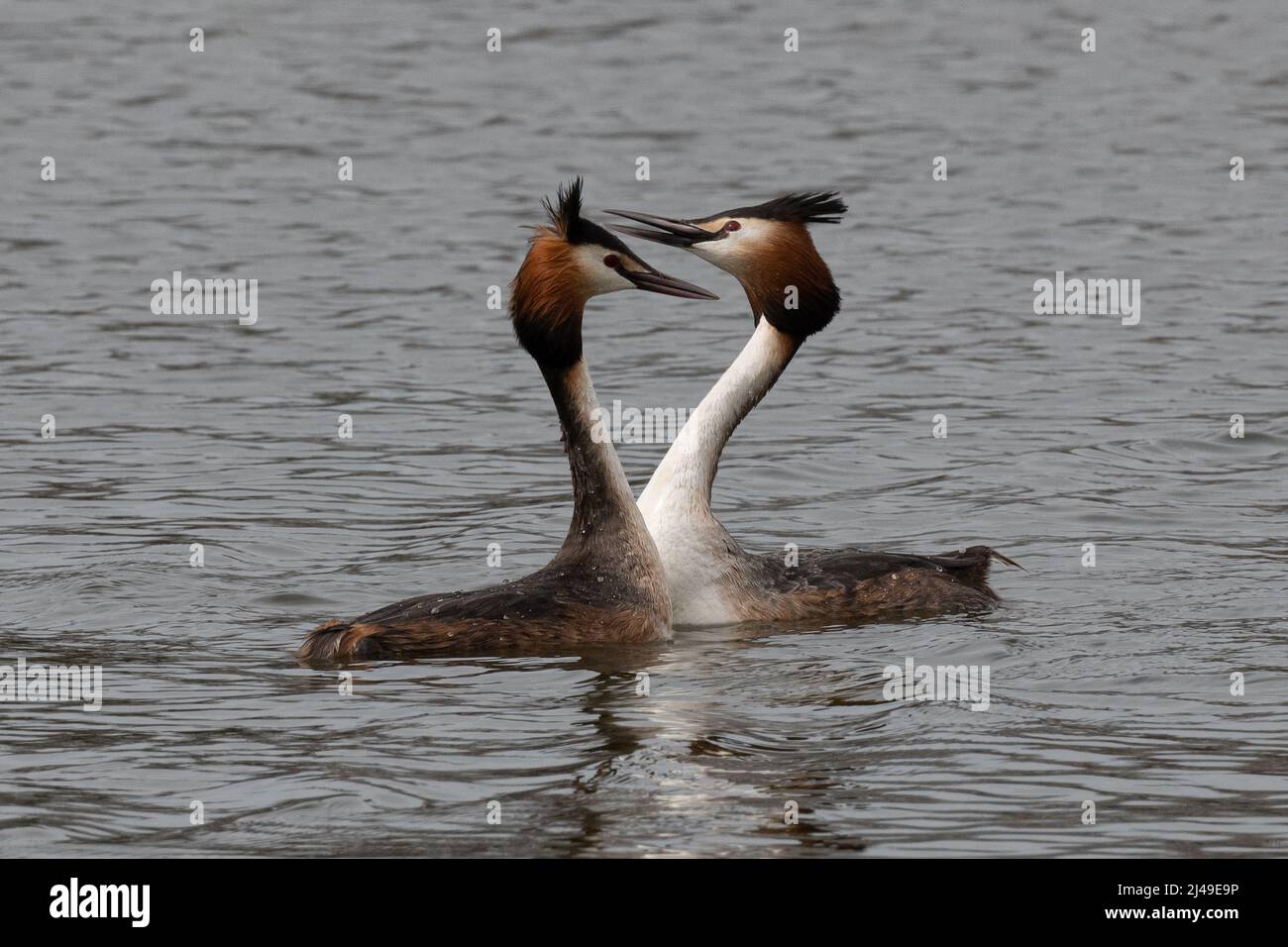 Zwei große Haubentaucher, die in einem See umwerben Stockfoto