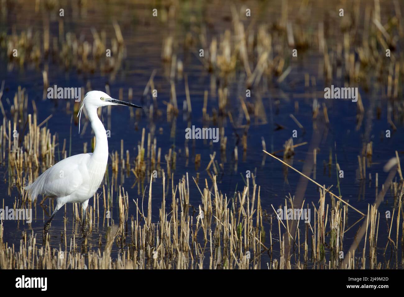 Bar Tailed Godwit - Limosa lapponica Stockfoto