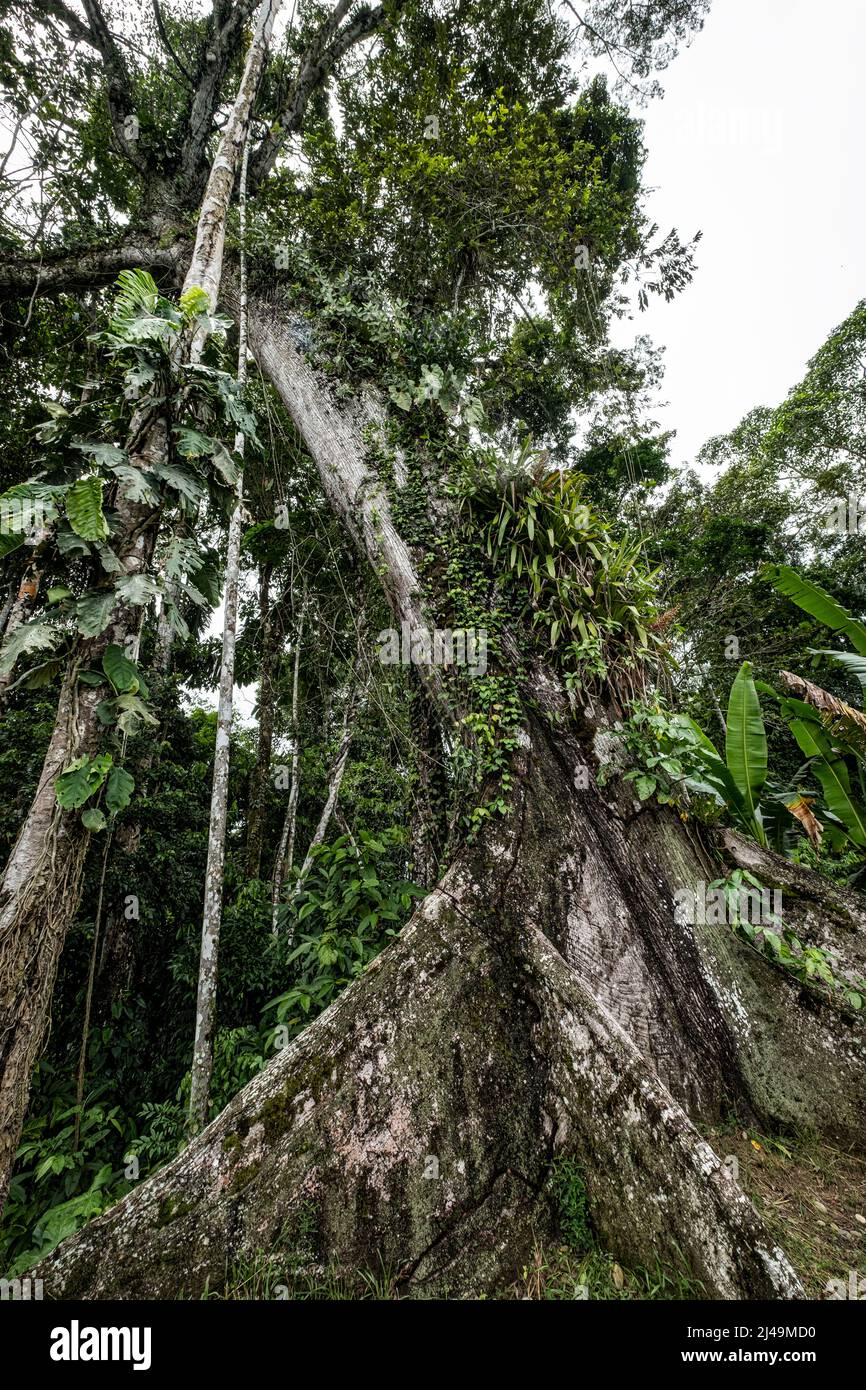 Amazonien, Entwaldung, Ecuador, Umwelt Stockfoto