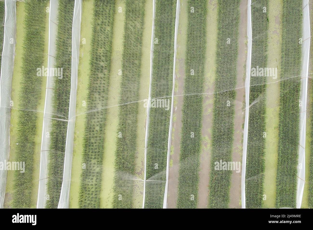 (220413) -- HAIKOU, 13. April 2022 (Xinhua) -- Luftfoto vom 1. April 2022 zeigt die Samenzuchtbasis Nanfan in Sanya, der südchinesischen Provinz Hainan. Das Yazhou Bay Seed Laboratory, das im Mai letzten Jahres eröffnet wurde, hat mehr als 800 Forschungspersonal zusammengebracht, um in Zusammenarbeit mit 19 Mitgliedsinstitutionen an Innovationen in der Saatgutindustrie in Hainan zu arbeiten. Das Labor befindet sich in der Zuchtstätte Nanfan in Hainan, die als das „Silikon-Tal“ der chinesischen Saatgutindustrie bezeichnet wird. Tausende von Wissenschaftlern aus dem ganzen Land besuchen die Basis jedes Jahr, um sich dank seiner Saatgutzucht zu unterziehen Stockfoto