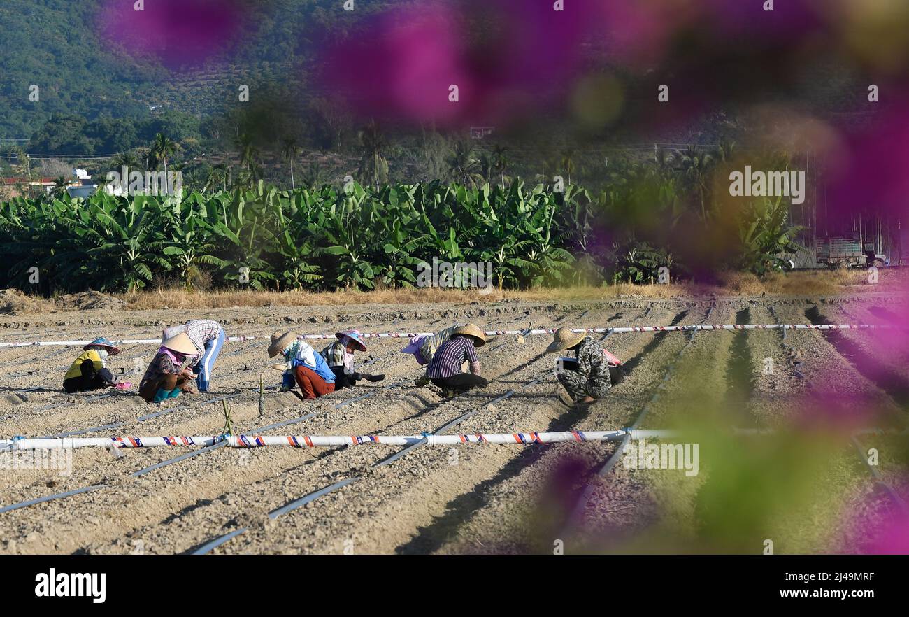 (220413) -- HAIKOU, 13. April 2022 (Xinhua) -- Dorfbewohner Pflanzen Sojabohnen auf der Nanfan-Experimentierbasis in Sanya, südchinesischer Provinz Hainan, 25. November 2021. Das Yazhou Bay Seed Laboratory, das im Mai letzten Jahres eröffnet wurde, hat mehr als 800 Forschungspersonal zusammengebracht, um in Zusammenarbeit mit 19 Mitgliedsinstitutionen an Innovationen in der Saatgutindustrie in Hainan zu arbeiten. Das Labor befindet sich in der Zuchtstätte Nanfan in Hainan, die als das „Silikon-Tal“ der chinesischen Saatgutindustrie bezeichnet wird. Tausende von Wissenschaftlern aus dem ganzen Land besuchen die Basis jedes Jahr, um dank ihrer UN Saatgutzucht zu betreiben Stockfoto