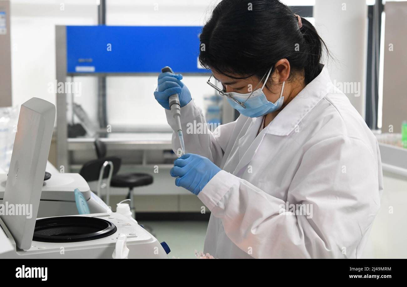 (220413) -- HAIKOU, 13. April 2022 (Xinhua) -- Ein Forscher führt Experimente am Yazhou Bay Seed Laboratory in Sanya, südchinesische Provinz Hainan, am 23. November 2021 durch. Das Yazhou Bay Seed Laboratory, das im Mai letzten Jahres eröffnet wurde, hat mehr als 800 Forschungspersonal zusammengebracht, um in Zusammenarbeit mit 19 Mitgliedsinstitutionen an Innovationen in der Saatgutindustrie in Hainan zu arbeiten. Das Labor befindet sich in der Zuchtstätte Nanfan in Hainan, die als das „Silikon-Tal“ der chinesischen Saatgutindustrie bezeichnet wird. Tausende von Wissenschaftlern aus dem ganzen Land besuchen die Basis jedes Jahr, um Saatgutzucht zu betreiben, tha Stockfoto