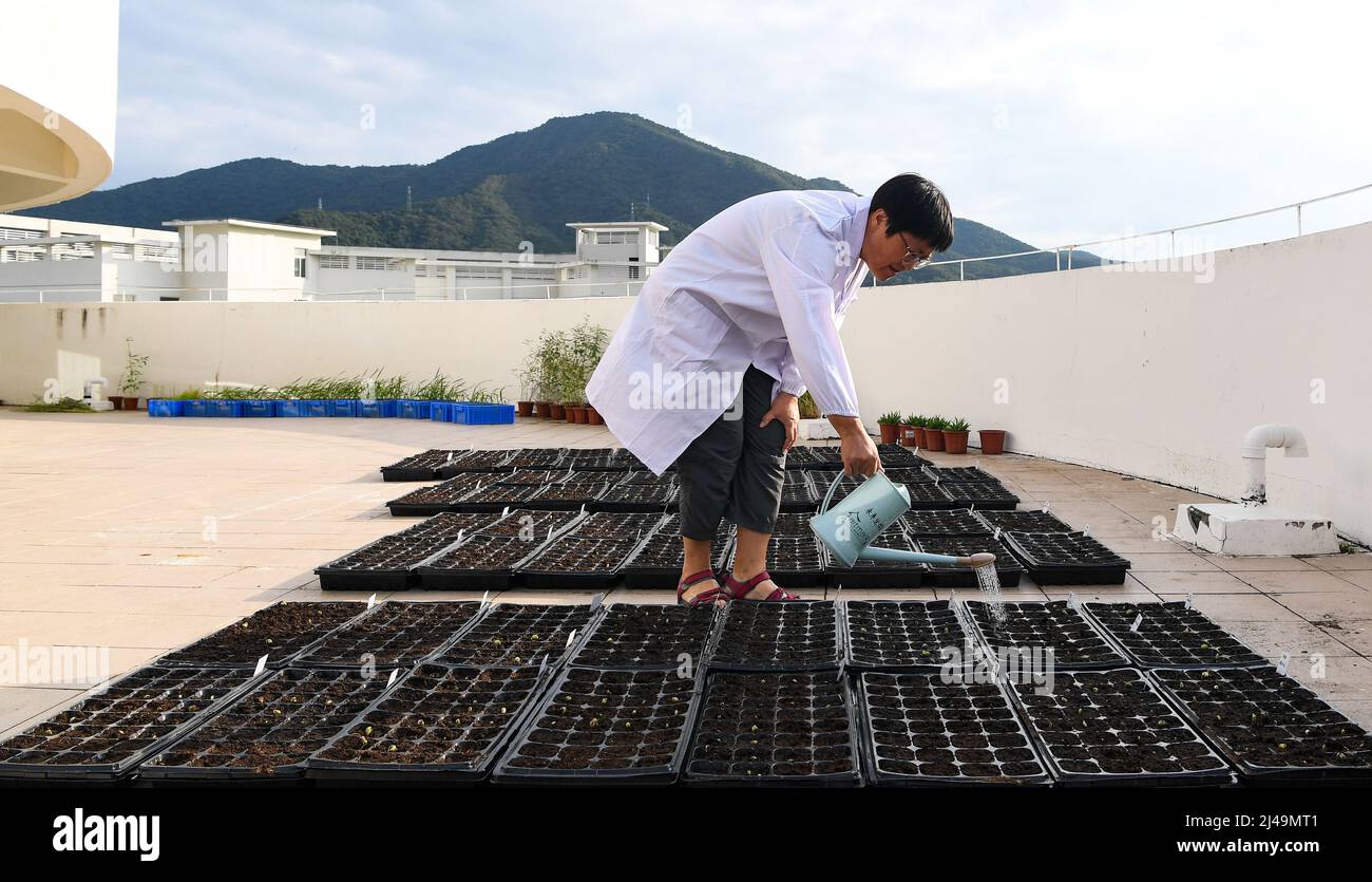 (220413) -- HAIKOU, 13. April 2022 (Xinhua) -- Ein Forscher führt Experimente am Yazhou Bay Seed Laboratory in Sanya, südchinesische Provinz Hainan, am 24. November 2021 durch. Das Yazhou Bay Seed Laboratory, das im Mai letzten Jahres eröffnet wurde, hat mehr als 800 Forschungspersonal zusammengebracht, um in Zusammenarbeit mit 19 Mitgliedsinstitutionen an Innovationen in der Saatgutindustrie in Hainan zu arbeiten. Das Labor befindet sich in der Zuchtstätte Nanfan in Hainan, die als das „Silikon-Tal“ der chinesischen Saatgutindustrie bezeichnet wird. Tausende von Wissenschaftlern aus dem ganzen Land besuchen die Basis jedes Jahr, um Saatgutzucht zu betreiben, tha Stockfoto