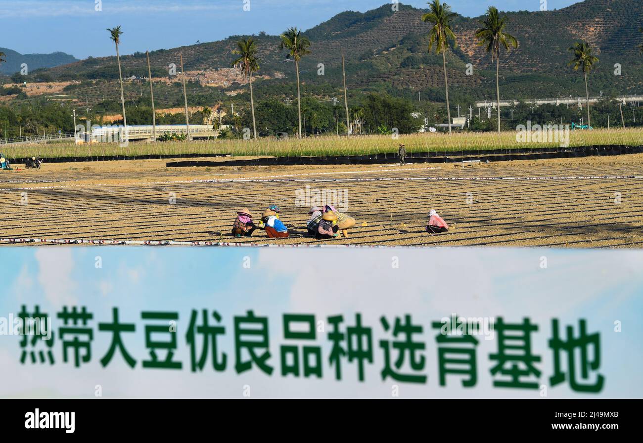 (220413) -- HAIKOU, 13. April 2022 (Xinhua) -- Dorfbewohner Pflanzen Sojabohnen auf der Nanfan-Experimentierbasis in Sanya, südchinesischer Provinz Hainan, 25. November 2021. Das Yazhou Bay Seed Laboratory, das im Mai letzten Jahres eröffnet wurde, hat mehr als 800 Forschungspersonal zusammengebracht, um in Zusammenarbeit mit 19 Mitgliedsinstitutionen an Innovationen in der Saatgutindustrie in Hainan zu arbeiten. Das Labor befindet sich in der Zuchtstätte Nanfan in Hainan, die als das „Silikon-Tal“ der chinesischen Saatgutindustrie bezeichnet wird. Tausende von Wissenschaftlern aus dem ganzen Land besuchen die Basis jedes Jahr, um dank ihrer UN Saatgutzucht zu betreiben Stockfoto