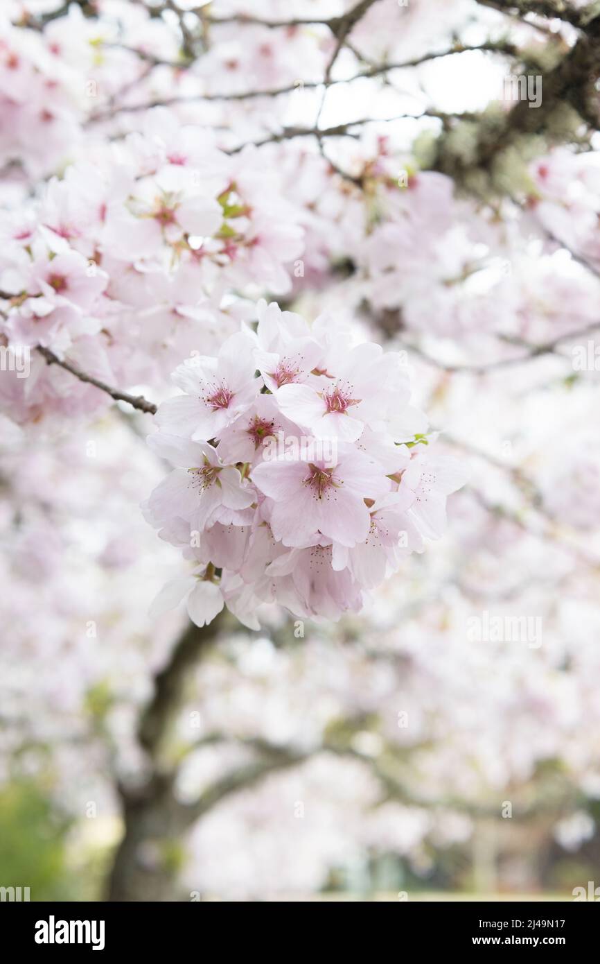 Nahaufnahme von Kirschblüten auf einem Baum im Frühling. Stockfoto