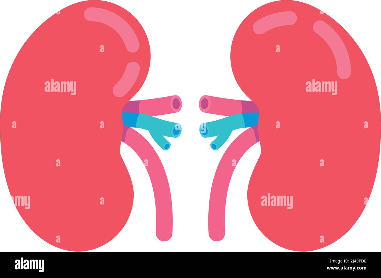 Nieren halbflaches Farbvektorobjekt Stock Vektor