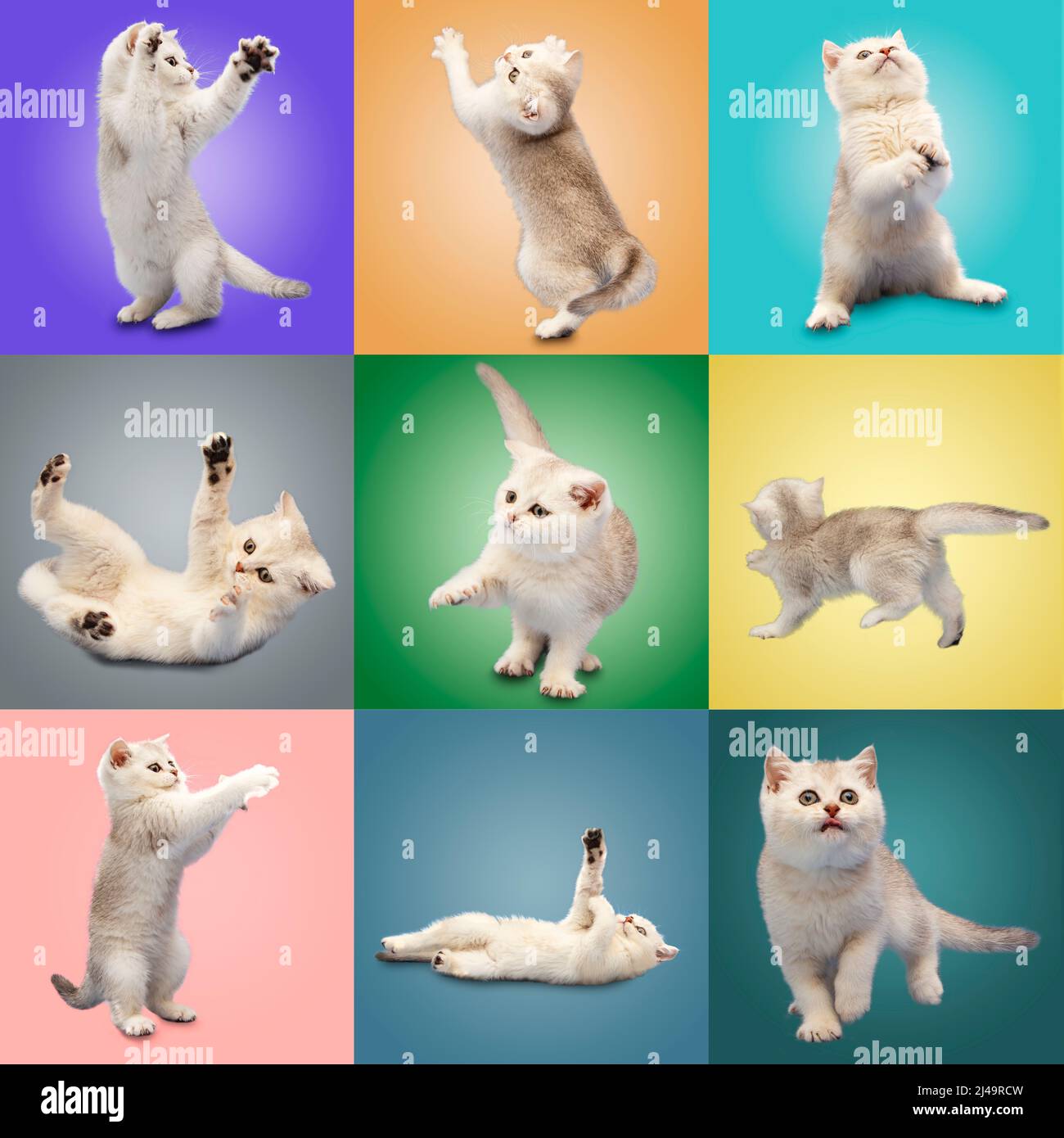 Sammlung von niedlichen weißen britischen Kätzchen auf bunten Hintergründen. Collage. Haustierpflegekonzept. Cliparts für Postkarten. Stockfoto