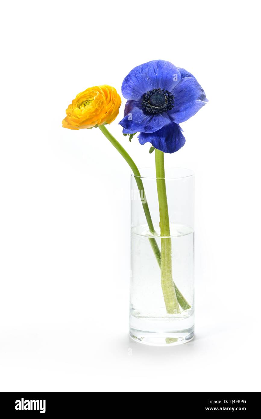 Glasvase mit zwei Ranunculus-Blumen in blau und gelb, die Farben der Ukraine-Flagge, isoliert auf weißem Hintergrund mit Kopierraum, Konzept für Stockfoto