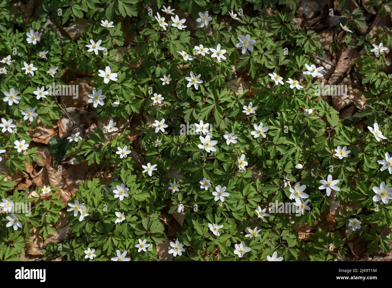 Teppich aus blühender weißer Holzanemone (Anemonoides nemorosa) auf dem Waldboden im frühen Frühjahr, Naturhintergrund, ausgewählter Fokus Stockfoto