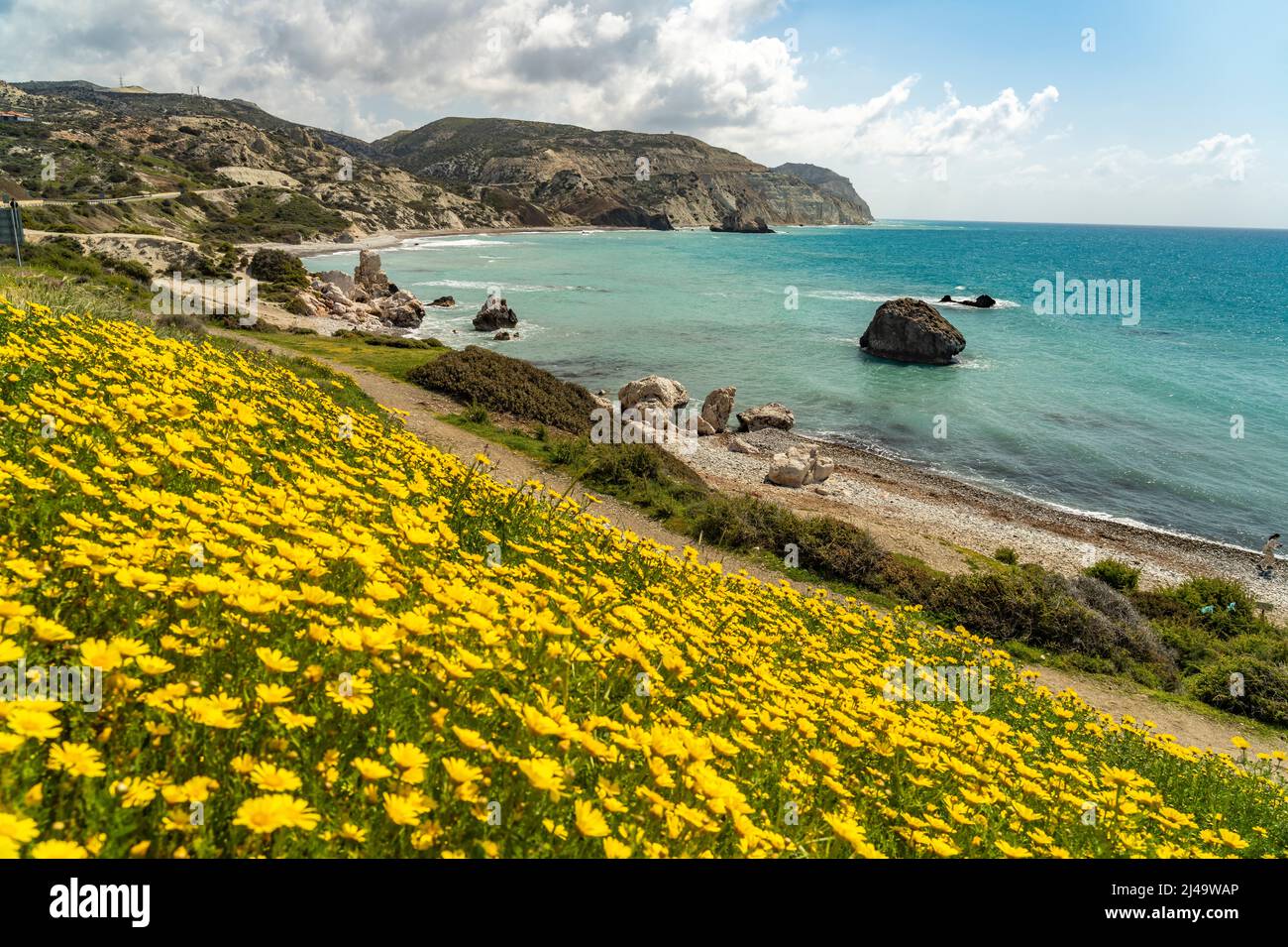 Frühlingsblumen am Strand von Petra tou Romiou, dem Felsen der Aphrodite in Kouklia bei Paphos, Zypern, Europa | Frühlingsblumen bei Petra tou Romio Stockfoto